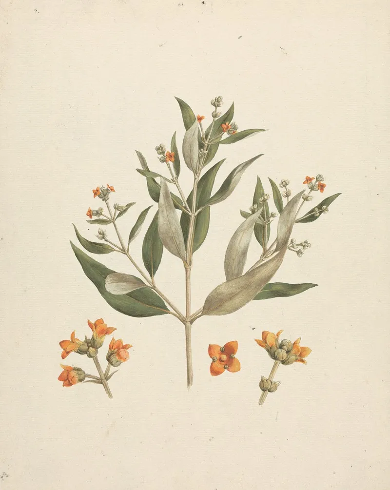 Avicennia Marina Forssk Vierh White Mangrove