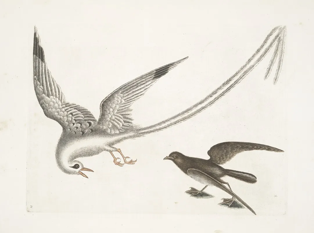 Avis Tropicrtum The Tropick Bird Larus Minimus Marinus C The Storm Finck Or Pittrel Wall Art by Mark Catesby - High-Resolution Digital Print