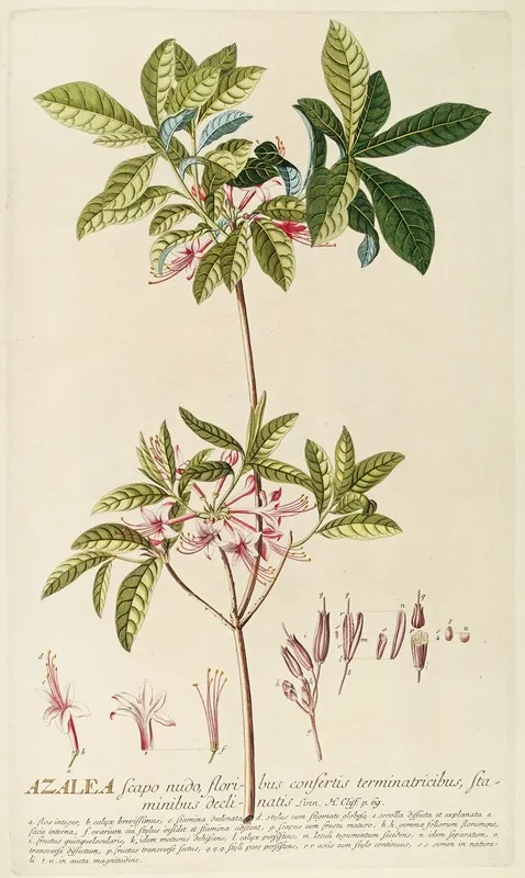 Azalea 2 Wall Art by Georg Dionysius Ehret - High-Resolution Digital Print