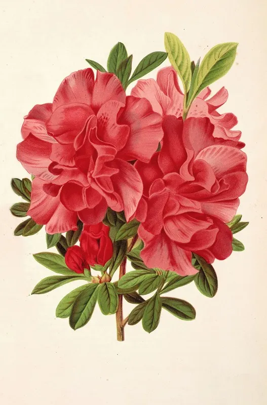Azalea Baron De Schickler Wall Art by Charles Antoine Lemaire - High-Resolution Digital Print