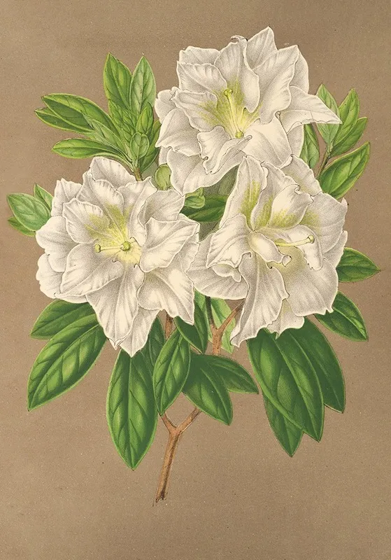Azalea Bernhard Andrea Alba Wall Art by Charles Antoine Lemaire - High-Resolution Digital Print