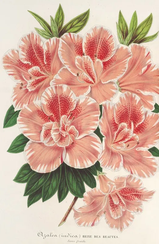 Azalea Indica 2 Wall Art by Charles Antoine Lemaire - High-Resolution Digital Print