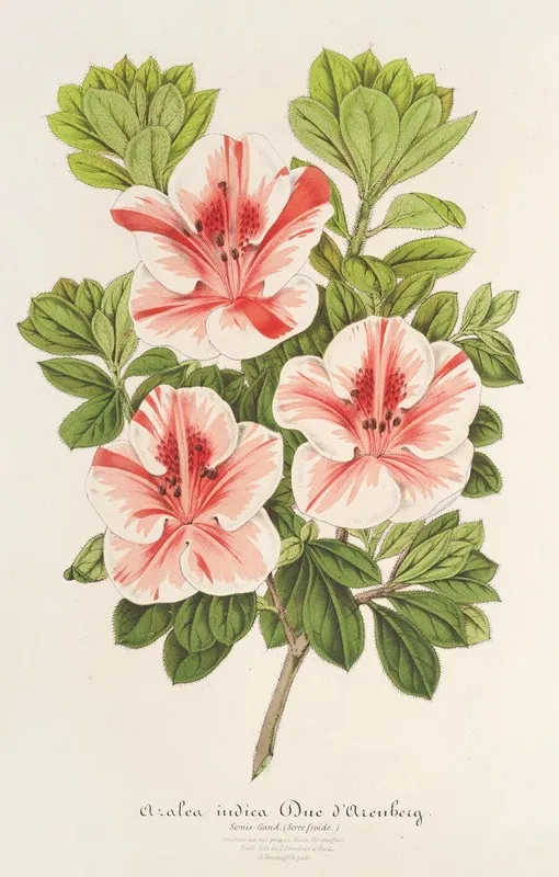 Azalea Indica Duc Daremberg Wall Art by Charles Antoine Lemaire - High-Resolution Digital Print