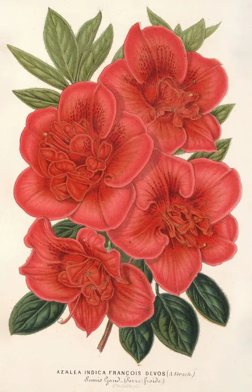 Azalea Indica Francois Devos Hybride Wall Art by Charles Antoine Lemaire - High-Resolution Digital Print