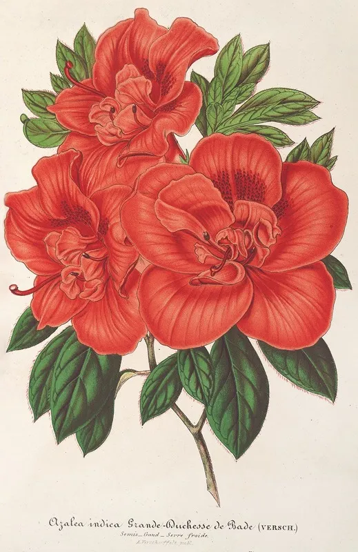Azalea Indica Grande Duchesse De Bade Wall Art by Charles Antoine Lemaire - High-Resolution Digital Print