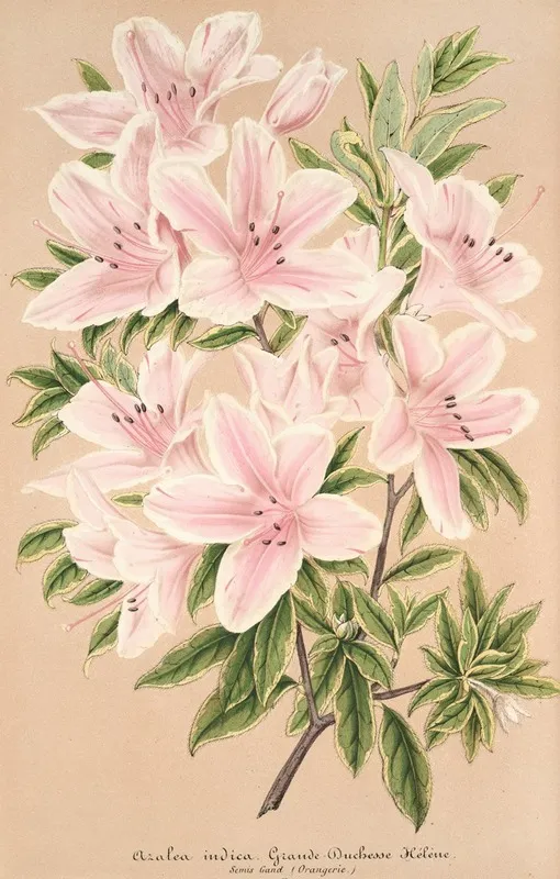 Azalea Indica Grande Duchesse Helene Wall Art by Charles Antoine Lemaire - High-Resolution Digital Print