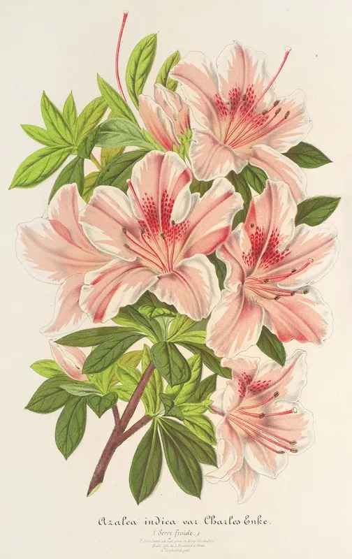 Azalea Indica Hybrida Charles Enke Wall Art by Charles Antoine Lemaire - High-Resolution Digital Print