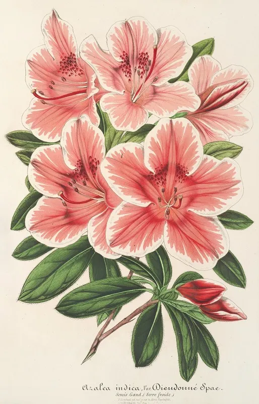 Azalea Indica Hybrida Dieudonne Spae Wall Art by Charles Antoine Lemaire - High-Resolution Digital Print