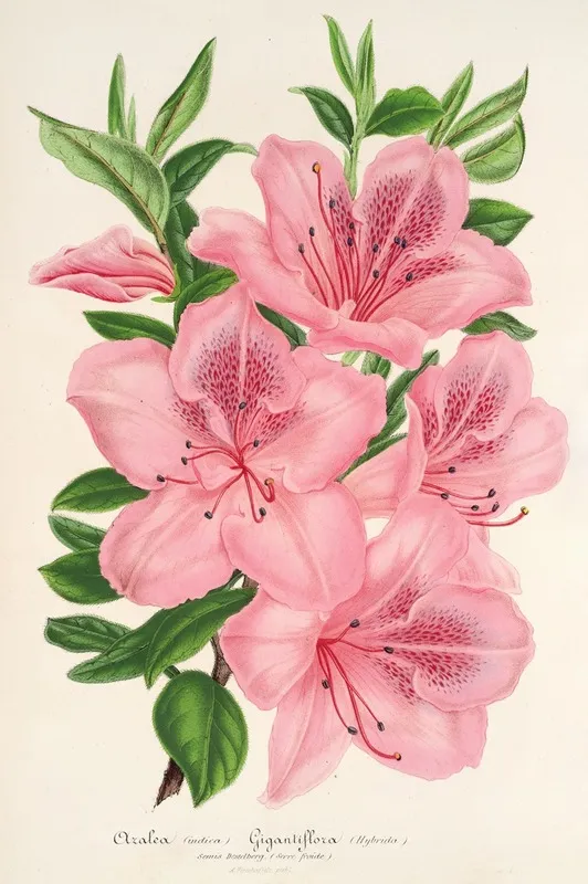 Azalea Indica Hybrida Gigantiflora Wall Art by Charles Antoine Lemaire - High-Resolution Digital Print