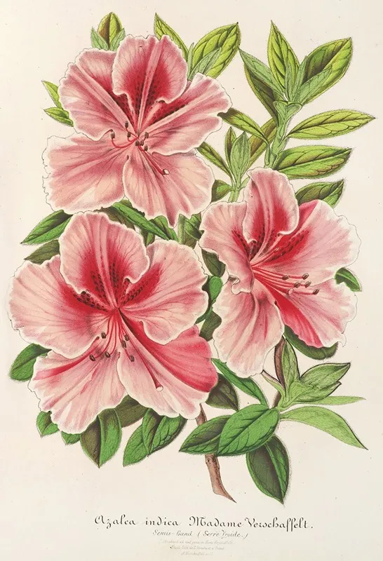 Azalea Indica Hybrida Madame Verschaffelt Wall Art by Charles Antoine Lemaire - High-Resolution Digital Print