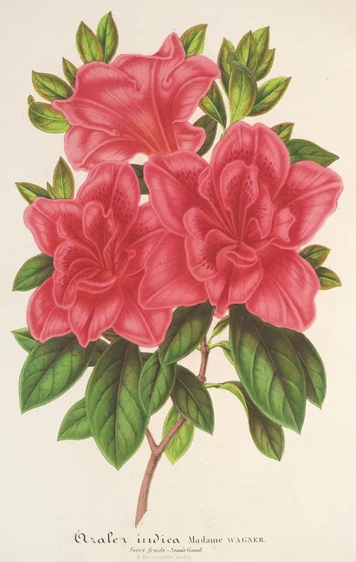 Azalea Indica Hybrida Madame Wagner Wall Art by Charles Antoine Lemaire - High-Resolution Digital Print