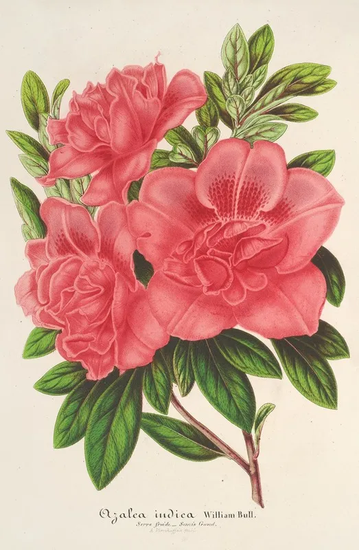 Azalea Indica Hybrida William Bull Wall Art by Charles Antoine Lemaire - High-Resolution Digital Print