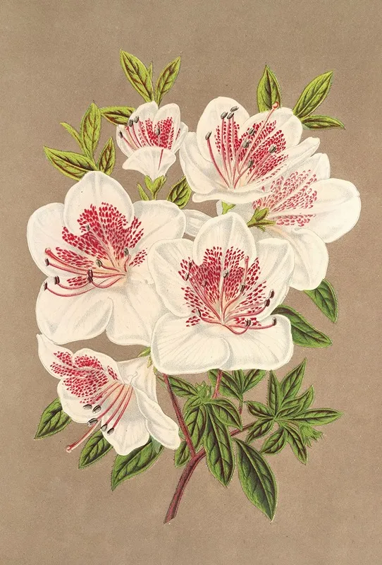 Azalea Indica Reine Des Pays Bas Wall Art by Charles Antoine Lemaire - High-Resolution Digital Print