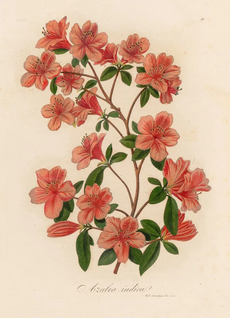 Azalea Indica Wall Art by Gaetano Savi - High-Resolution Digital Print