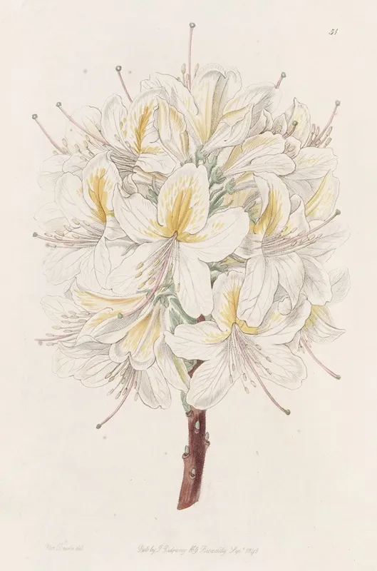 Azalea Laetitiae Wall Art by Sydenham Edwards - High-Resolution Digital Print