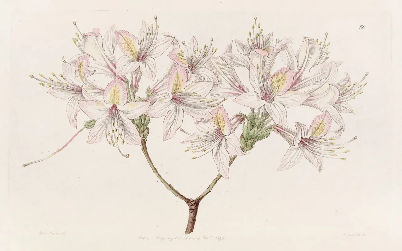 Azalea Ludoviciae Wall Art by Sydenham Edwards - High-Resolution Digital Print