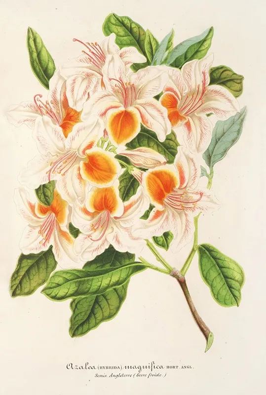 Azalea Magnifica Wall Art by Charles Antoine Lemaire - High-Resolution Digital Print