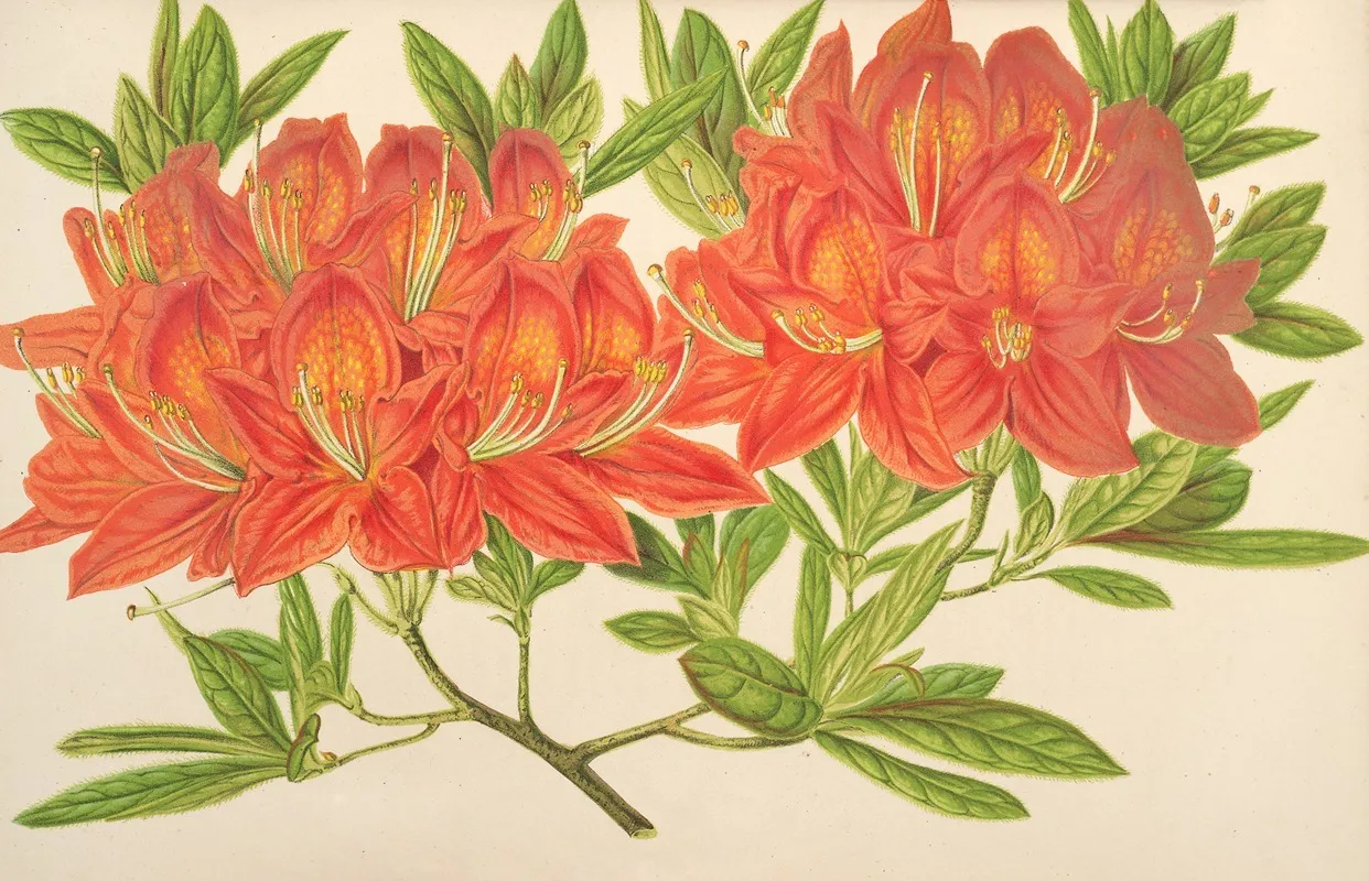 Azalea Mollis Wall Art by Charles Antoine Lemaire - High-Resolution Digital Print