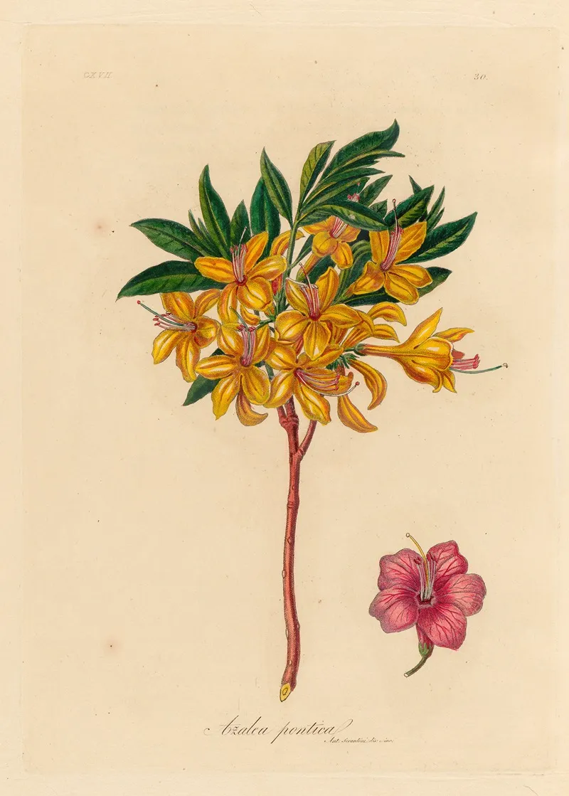 Azalea Pontica Wall Art by Gaetano Savi - High-Resolution Digital Print