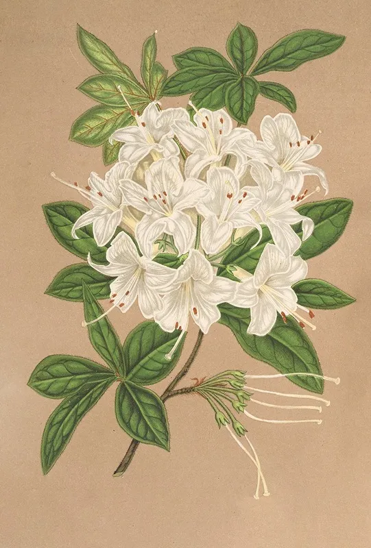 Azalea Sinensis Var Albiflora Wall Art by Charles Antoine Lemaire - High-Resolution Digital Print