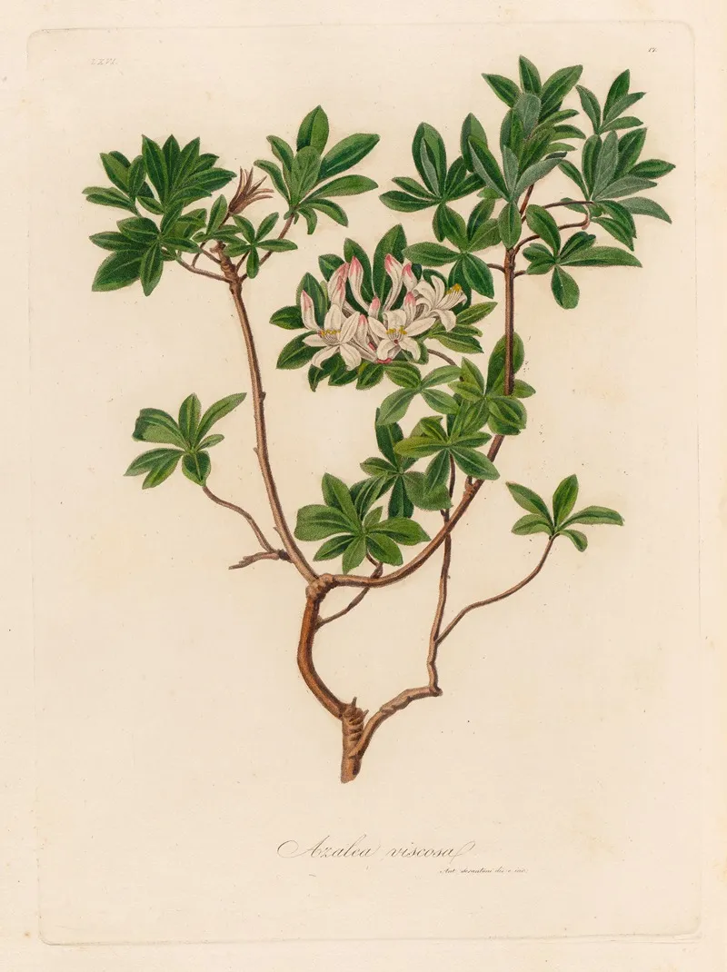 Azalea Viscosa Wall Art by Gaetano Savi - High-Resolution Digital Print