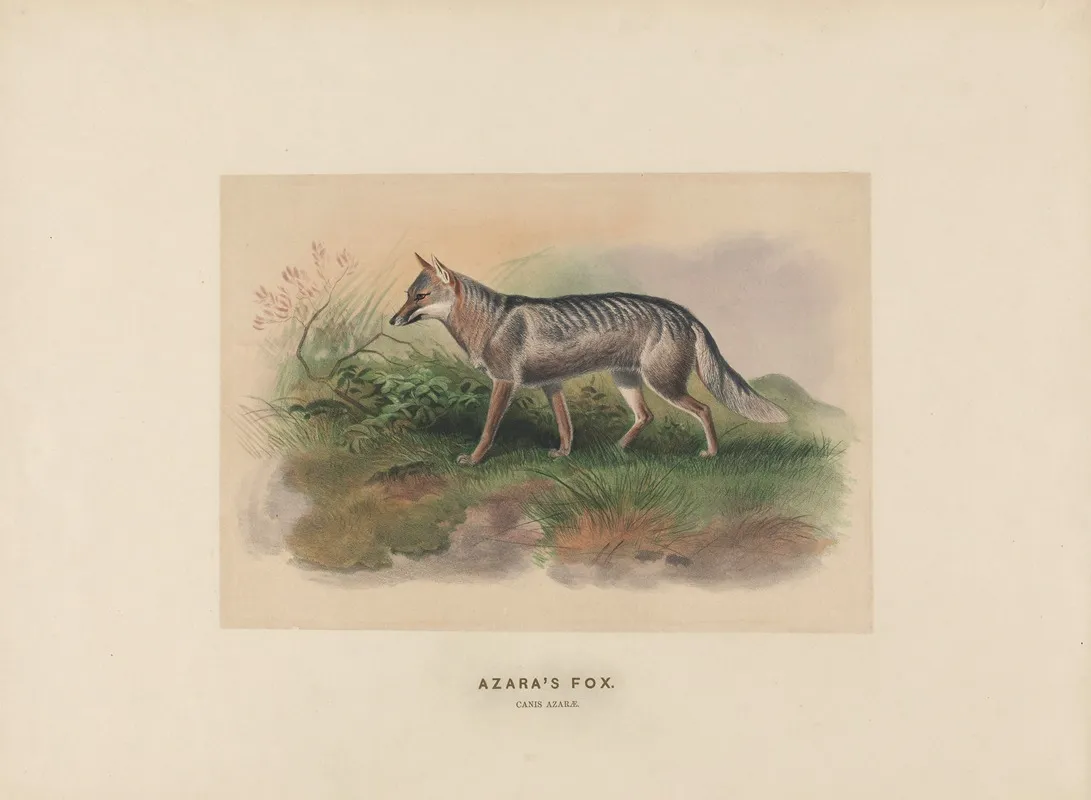 Azaras Fox 2 Wall Art by Joseph Wolf - High-Resolution Digital Print