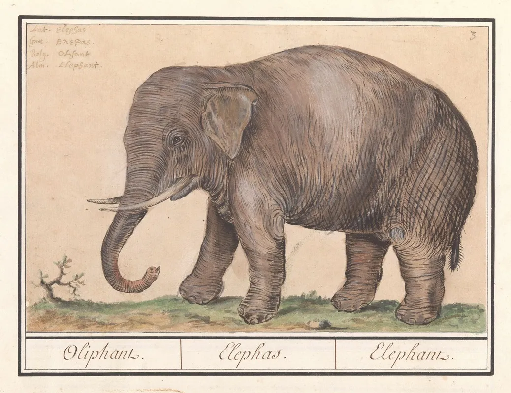 Aziatische Olifant Elephas Maximus Oliphant Elephas Elephant Wall Art by Anselmus Boëtius de Boodt - High-Resolution Digital Print
