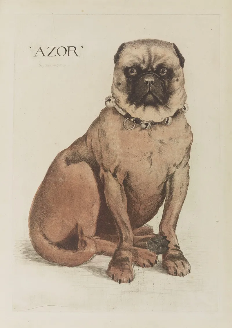 Azor