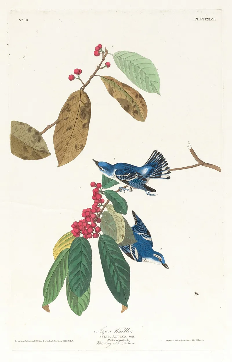 Azure Warbler Wall Art by John James Audubon - High-Resolution Digital Print
