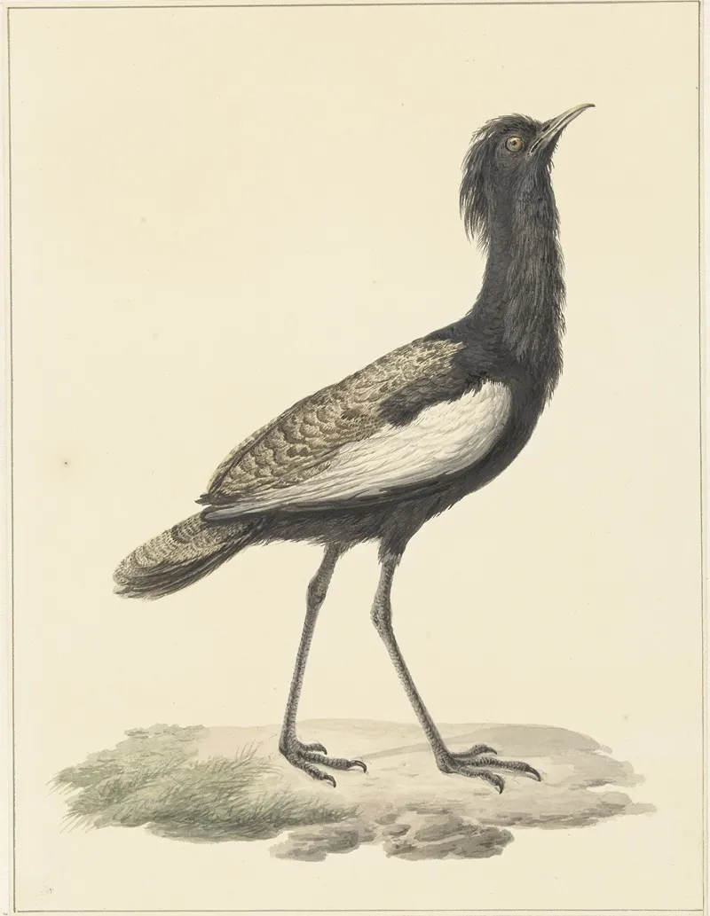 Baardtrap Eupodotis Bengalensis Houbaropsis Bengalensis Wall Art by Pieter Pietersz. Barbiers - High-Resolution Digital Print