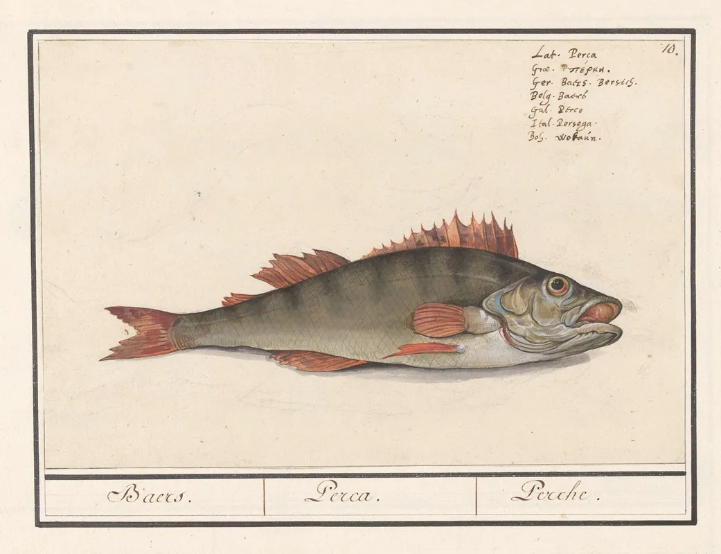 Baars Perca Fluviatilis Baers Perca Perche Wall Art by Anselmus Boëtius de Boodt - High-Resolution Digital Print