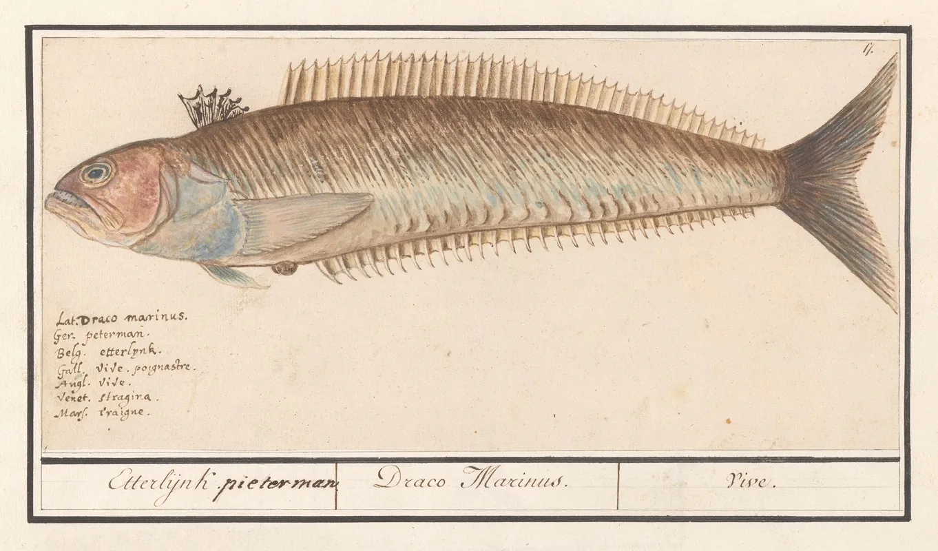 Baarsachtige Perciformes Mogelijk Een Pieterman Trachinus Etterlijnk Pieterman Draco Marinus Vive Wall Art by Anselmus Boëtius de Boodt - High-Resolution Digital Print