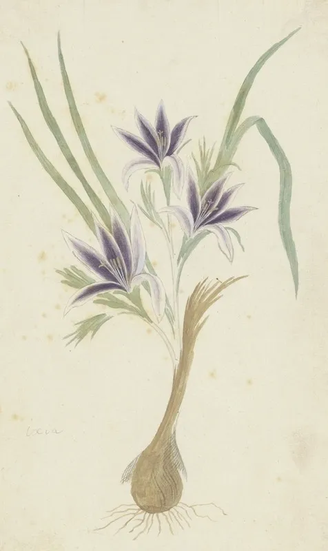 Babiana Sambucina Jacq Ker Gawl Bobbejaantje Wall Art by Robert Jacob Gordon - High-Resolution Digital Print
