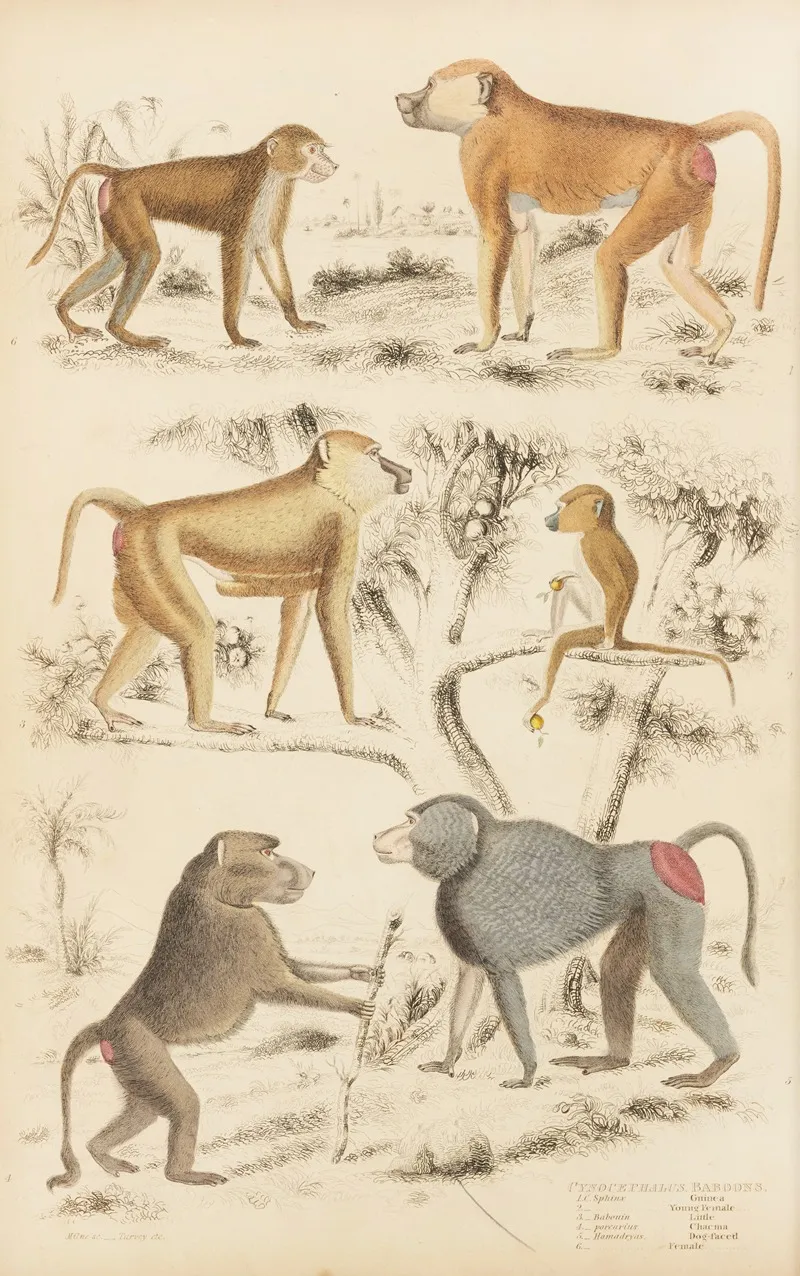 Baboons Wall Art by William MacGillivray - High-Resolution Digital Print