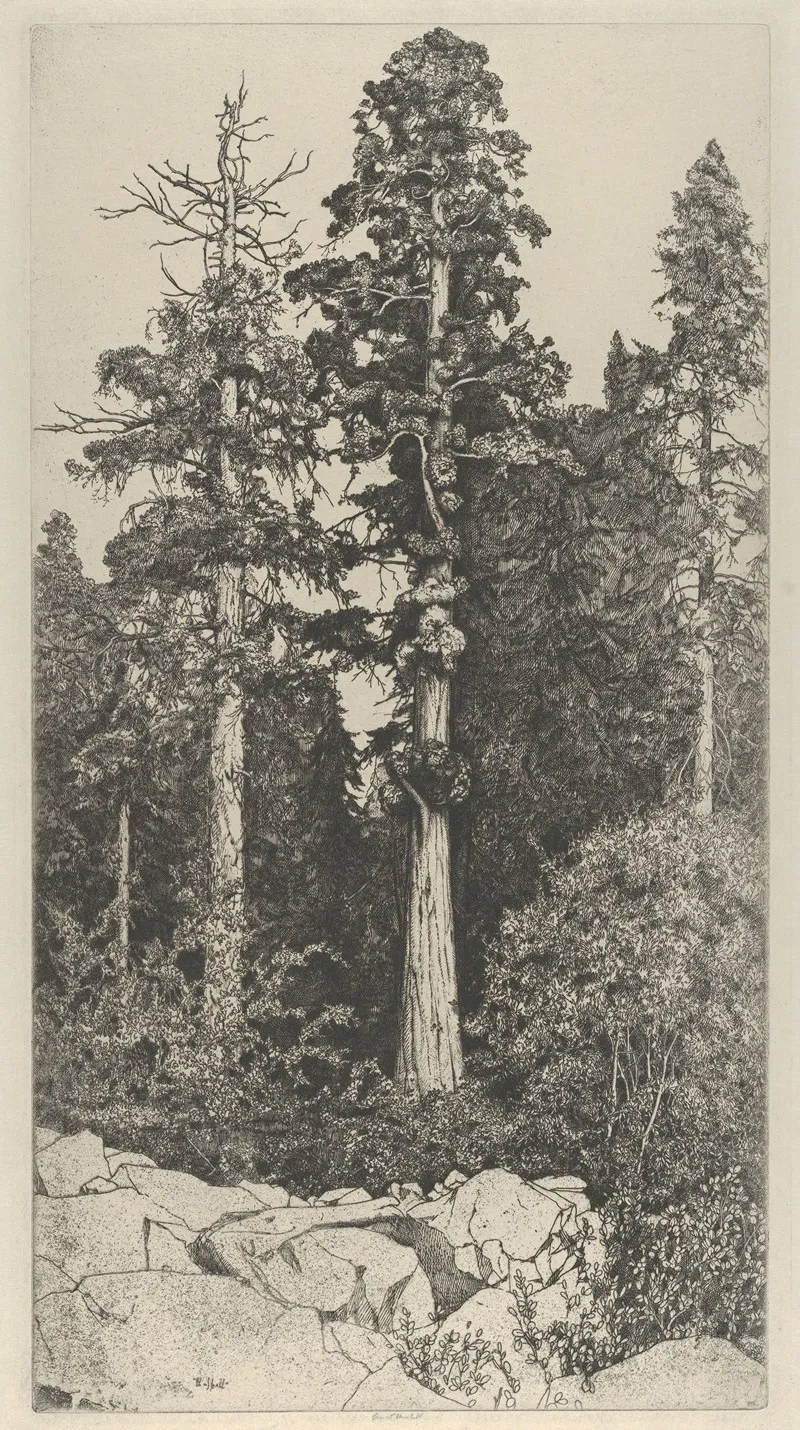 Baby Sequoia 2
