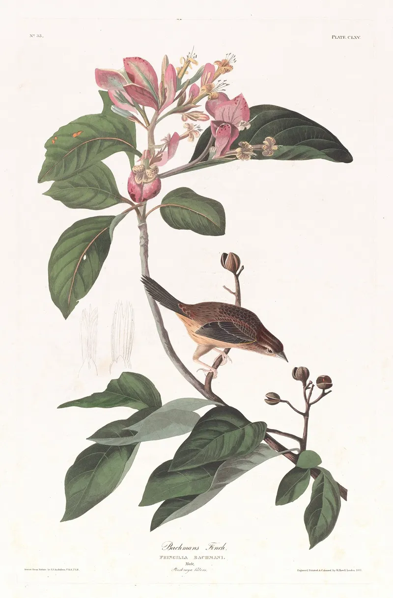 Bachmans Finch Wall Art by John James Audubon - High-Resolution Digital Print