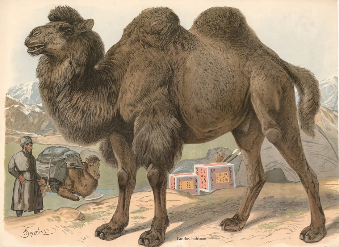 Bactrian Camel Camelus Bactrianus Wall Art by Friedrich Specht - High-Resolution Digital Print