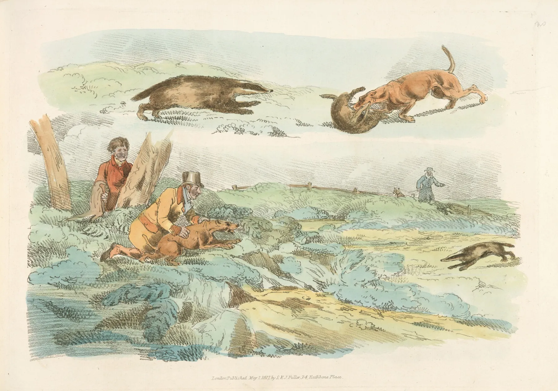 Badger Hunting Dogs Chasing And Attacing Badgers