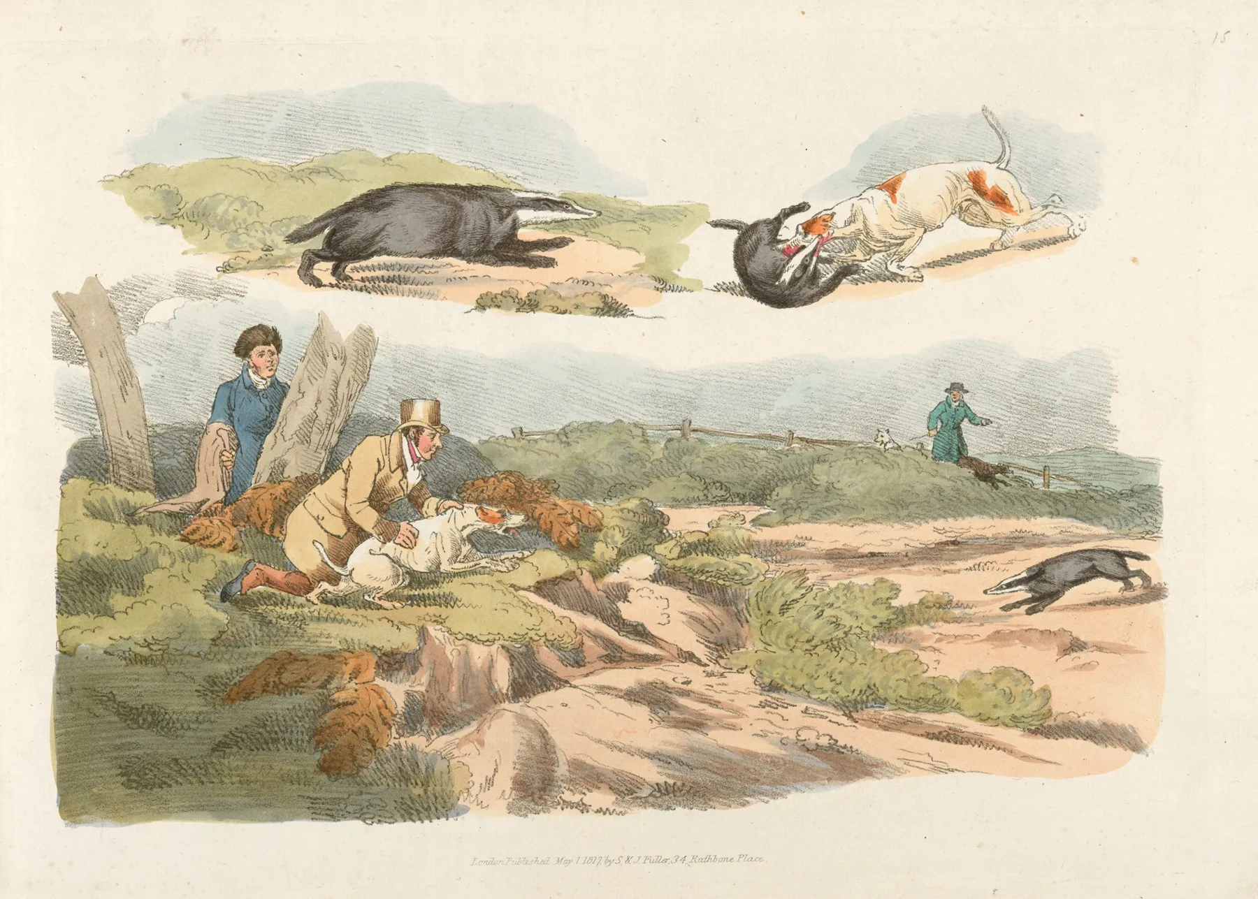 Badger Hunting Dogs Chasing And Attacking Badgers