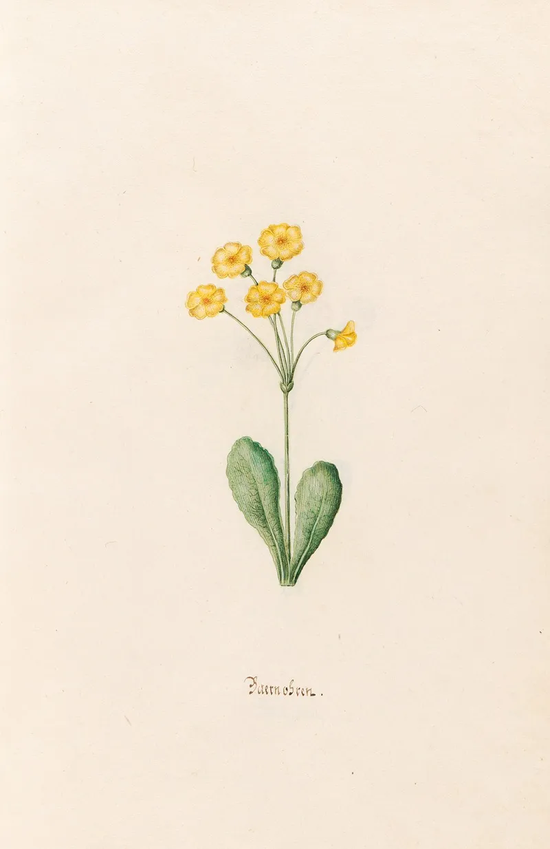 Baernobren 2 Wall Art by Magdelena Rosina Funck - High-Resolution Digital Print