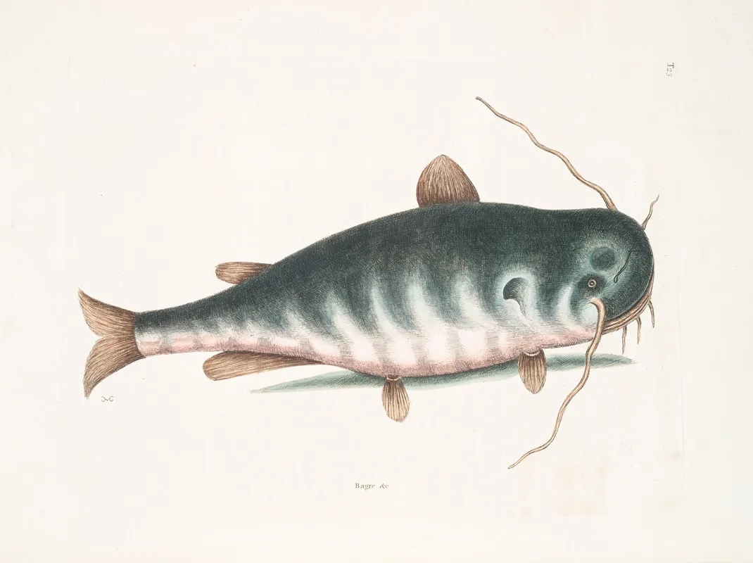 Bagre C The Cat Fish Wall Art by Mark Catesby - High-Resolution Digital Print