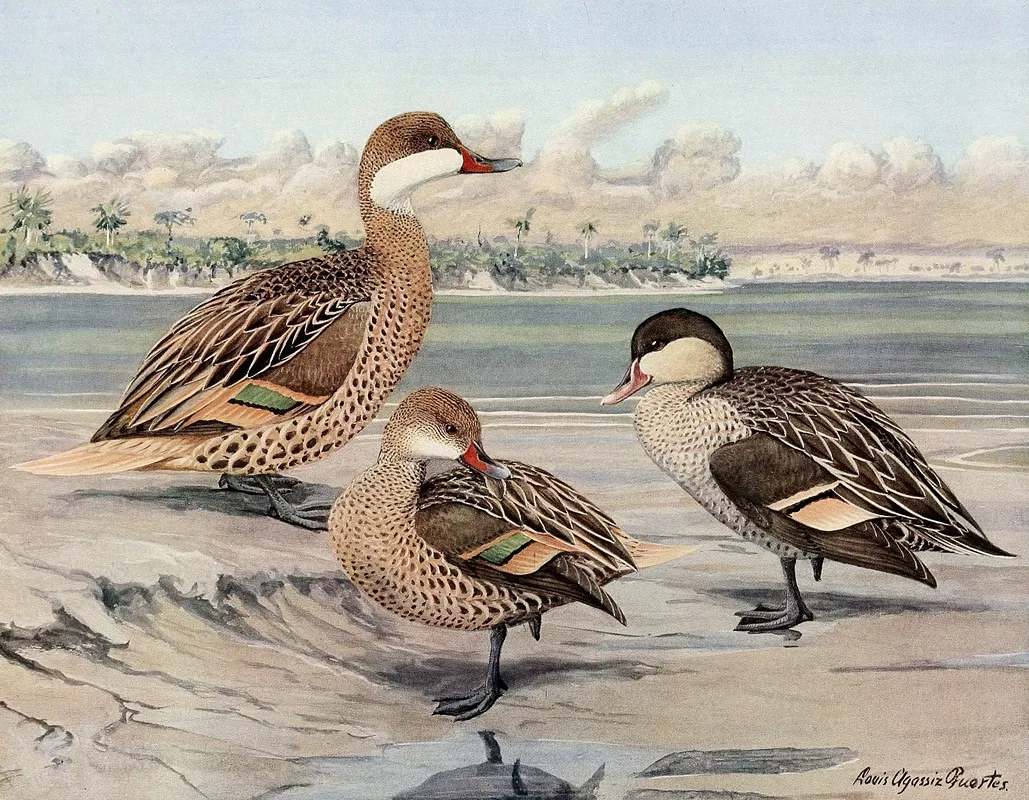 Bahama Duck Galapagos Island Duck African Red Billed Duck Wall Art by Louis Agassiz Fuertes - High-Resolution Digital Print