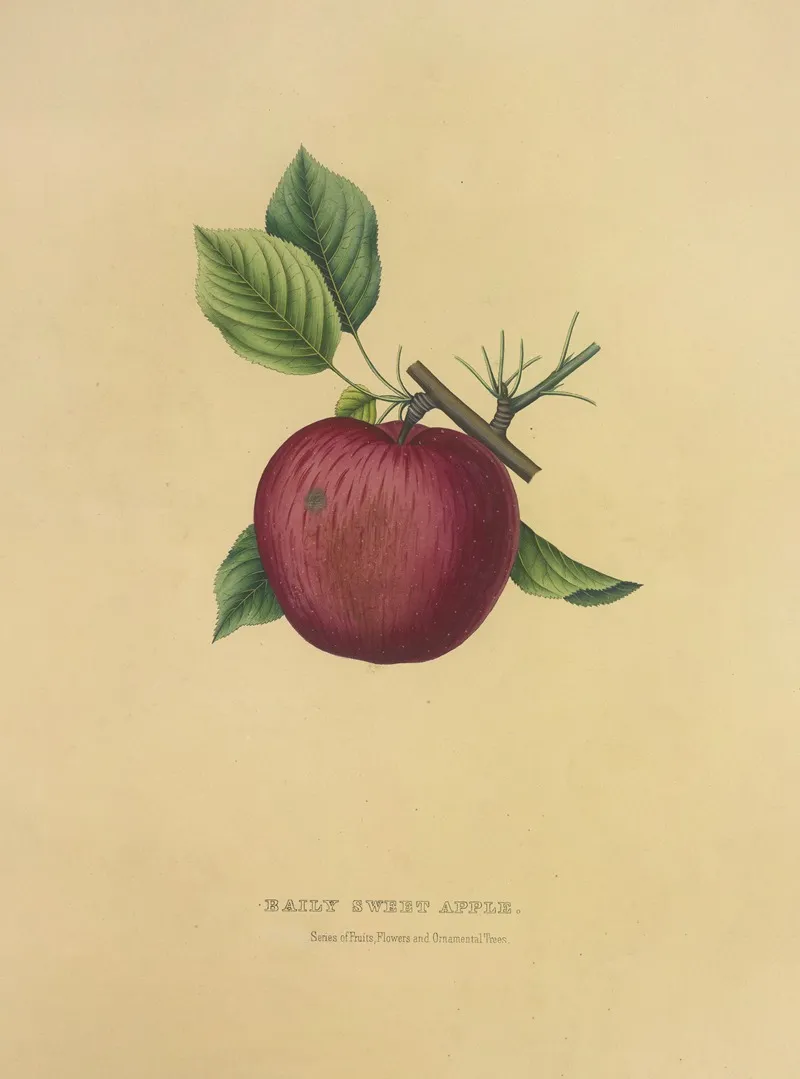 Baily Sweet Apple Wall Art by Dellon Marcus Dewey - High-Resolution Digital Print