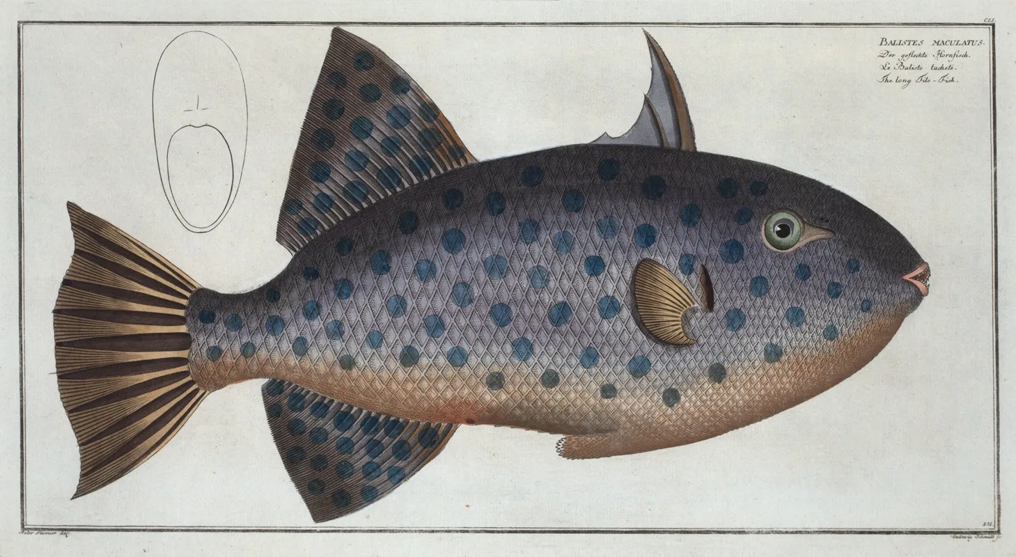 Balistes Maculatus The Long File Fish Wall Art by Marcus Elieser Bloch - High-Resolution Digital Print