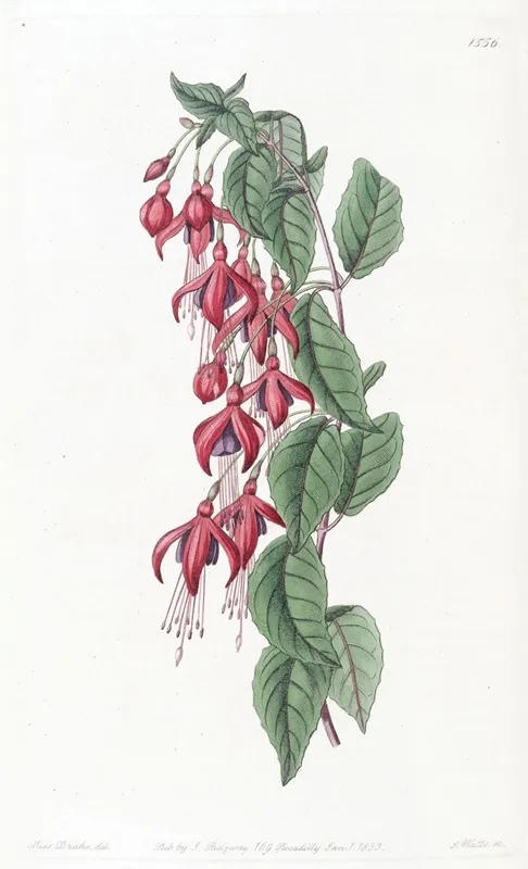 Balloon Flowered Fuchsia Wall Art by Sydenham Edwards - High-Resolution Digital Print