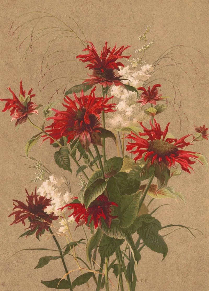 Balm And Spirea