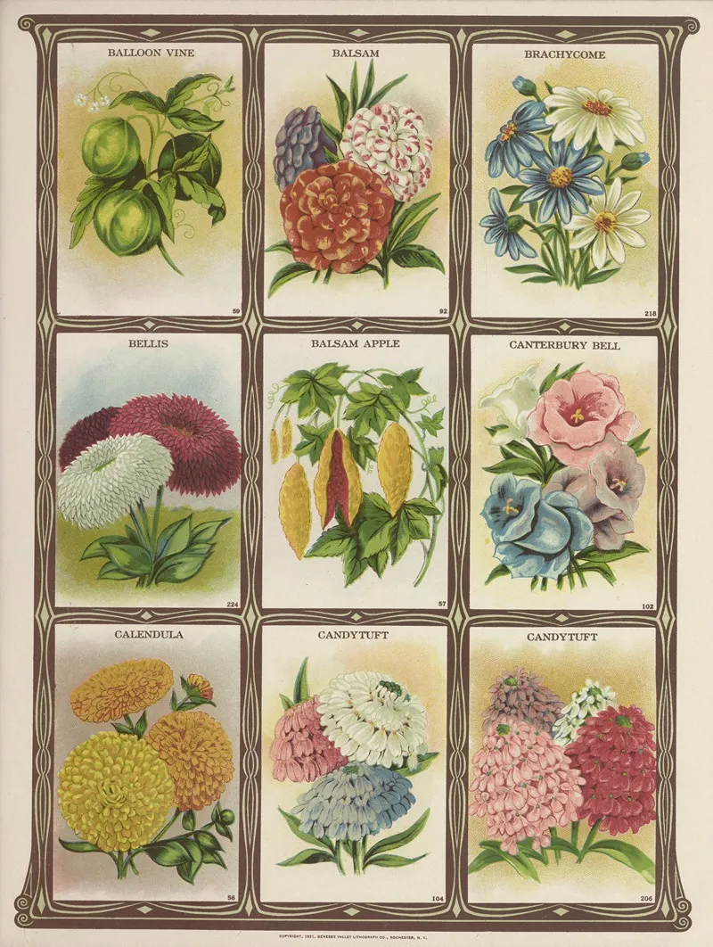 Baloon Vine Balsam Brachycome Bellis Wall Art by Genesee Valley Lithograph Co. - High-Resolution Digital Print