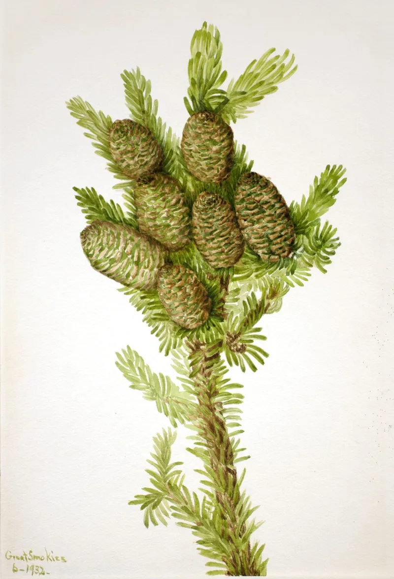 Balsam Fir Albies Fraseri