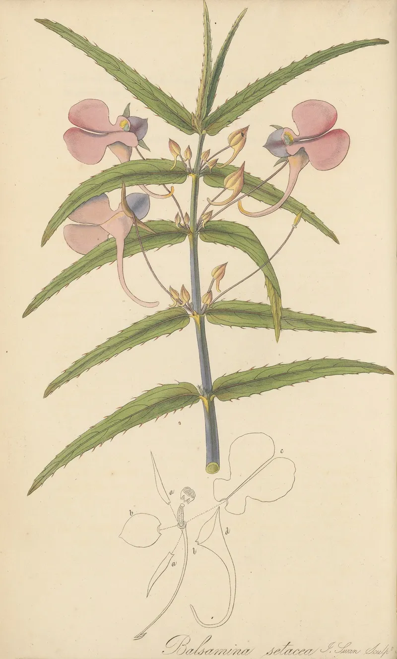 Balsamina Setacea Wall Art by William Jackson Hooker - High-Resolution Digital Print