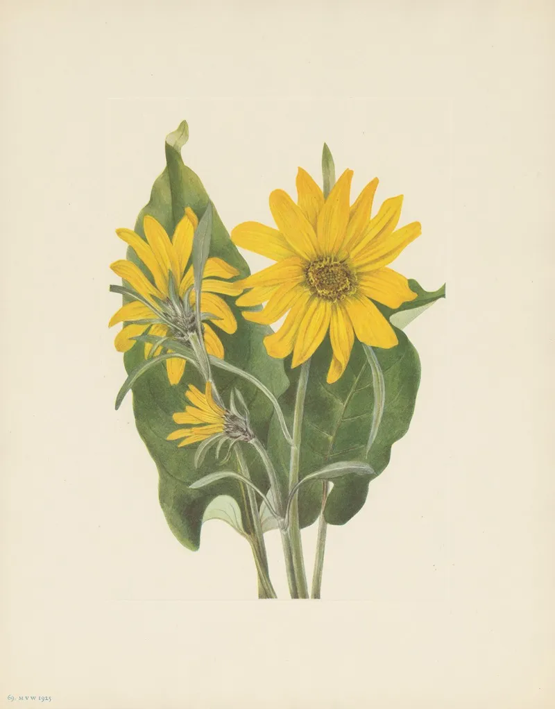 Balsamroot Balsamorhiza Sagittata 3